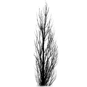 Tree Brushes